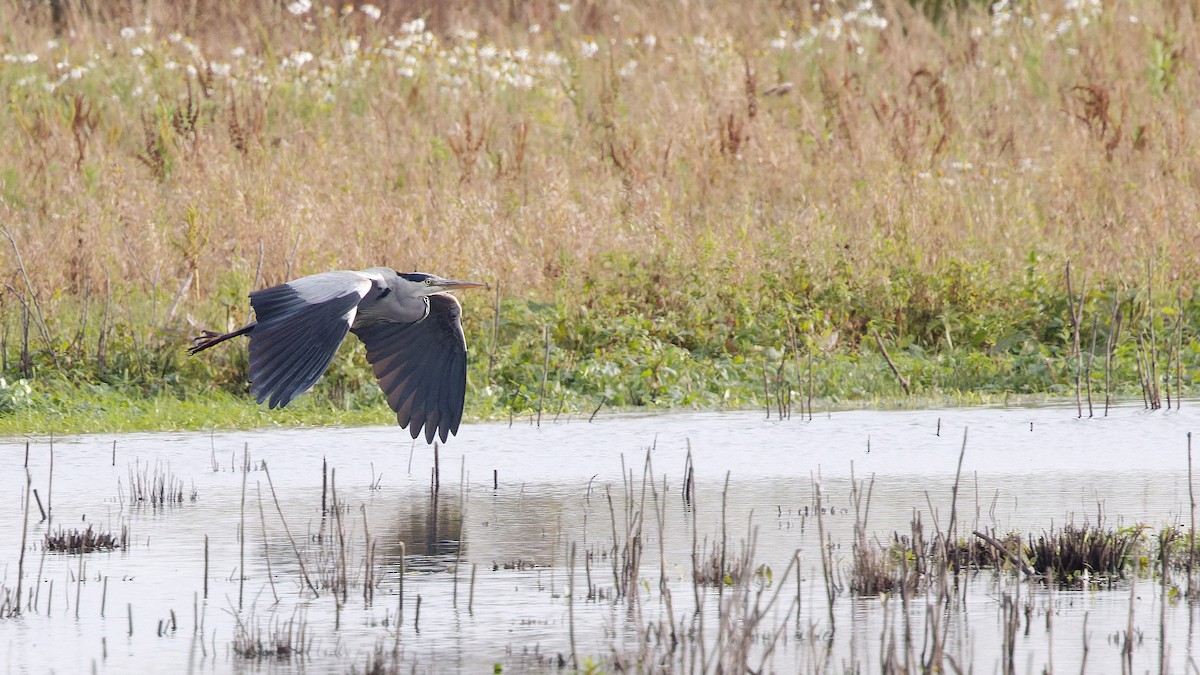 Airone cenerino - ML646180903