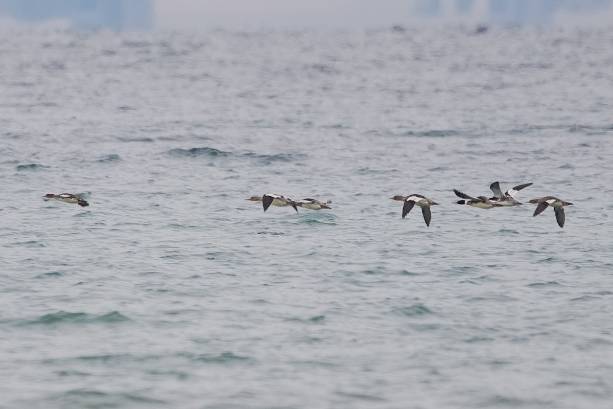 Red-breasted Merganser - ML646180904