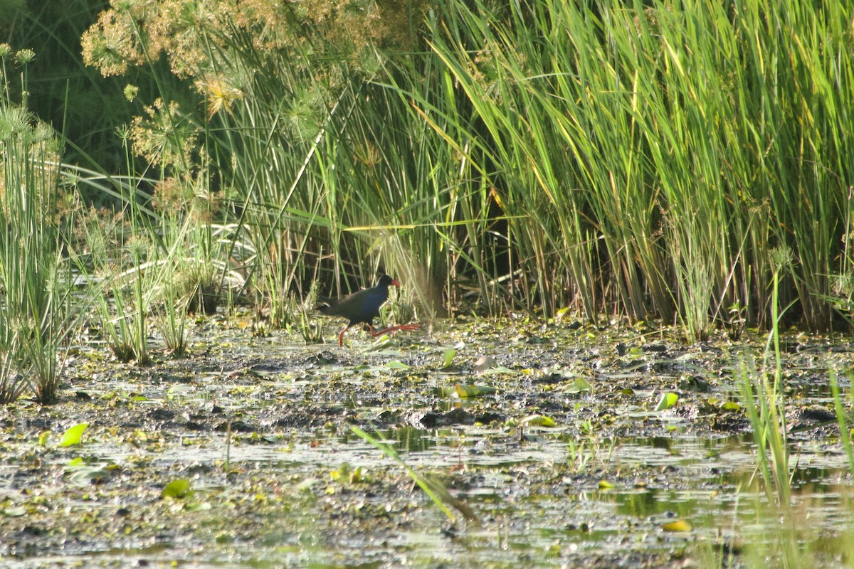Allen's Gallinule - ML646180906