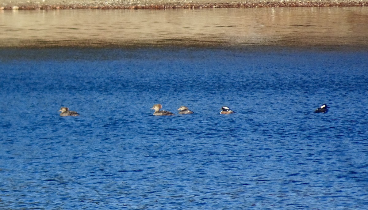 Hooded Merganser - ML646180912