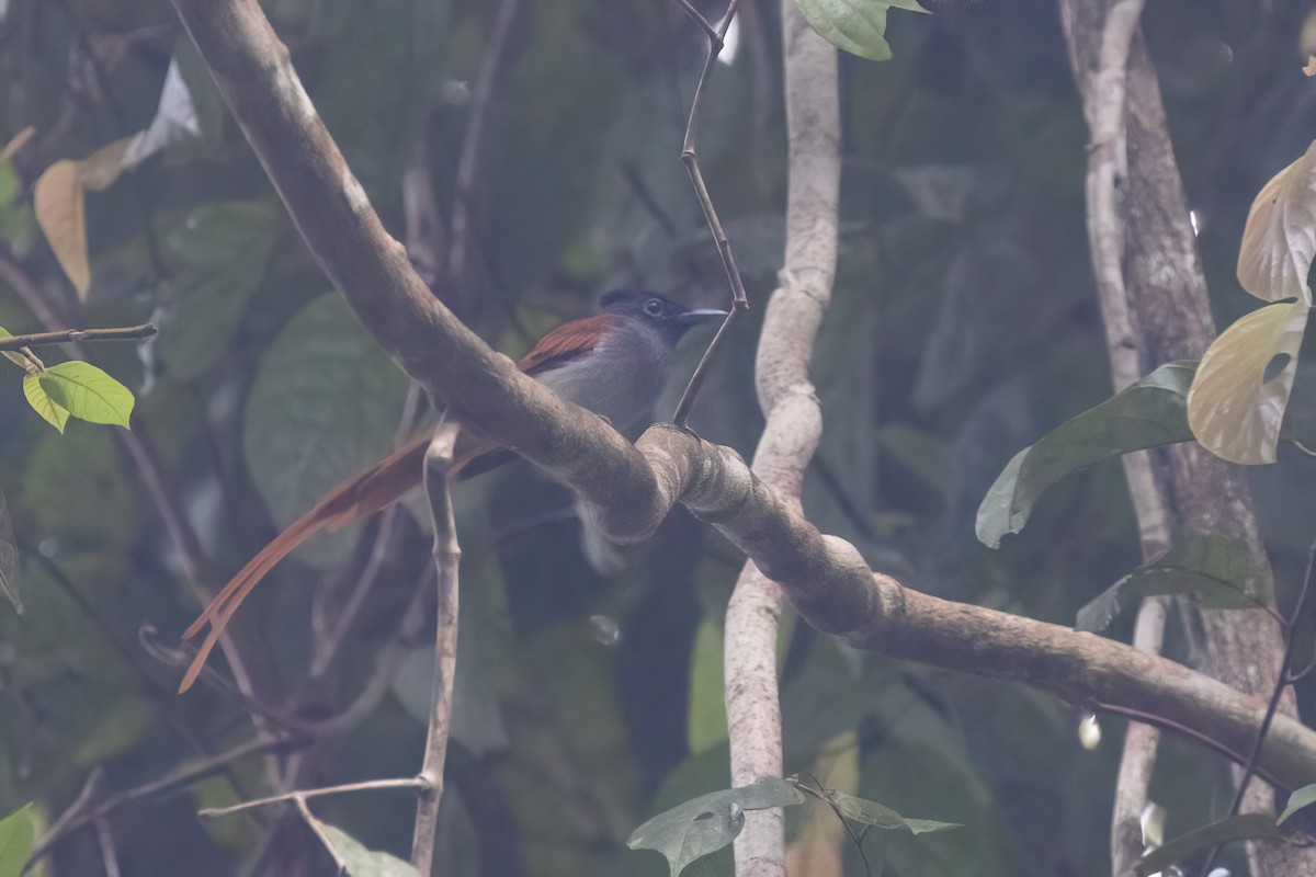 Blyth's Paradise-Flycatcher - ML646180913