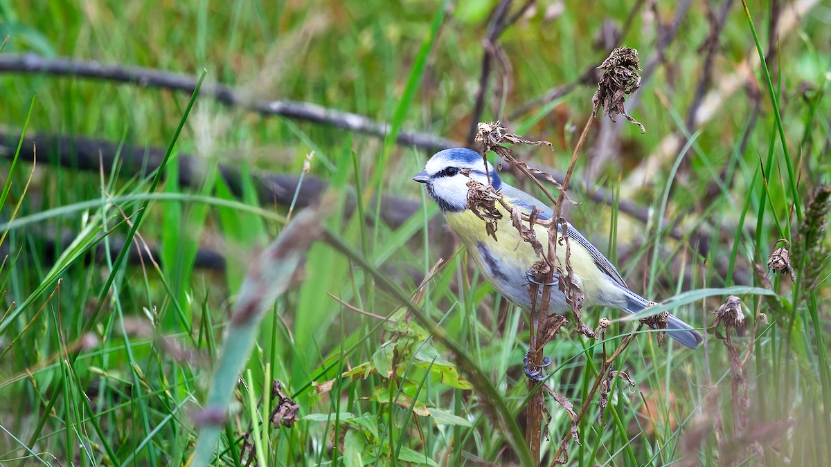 Cinciarella - ML646180914