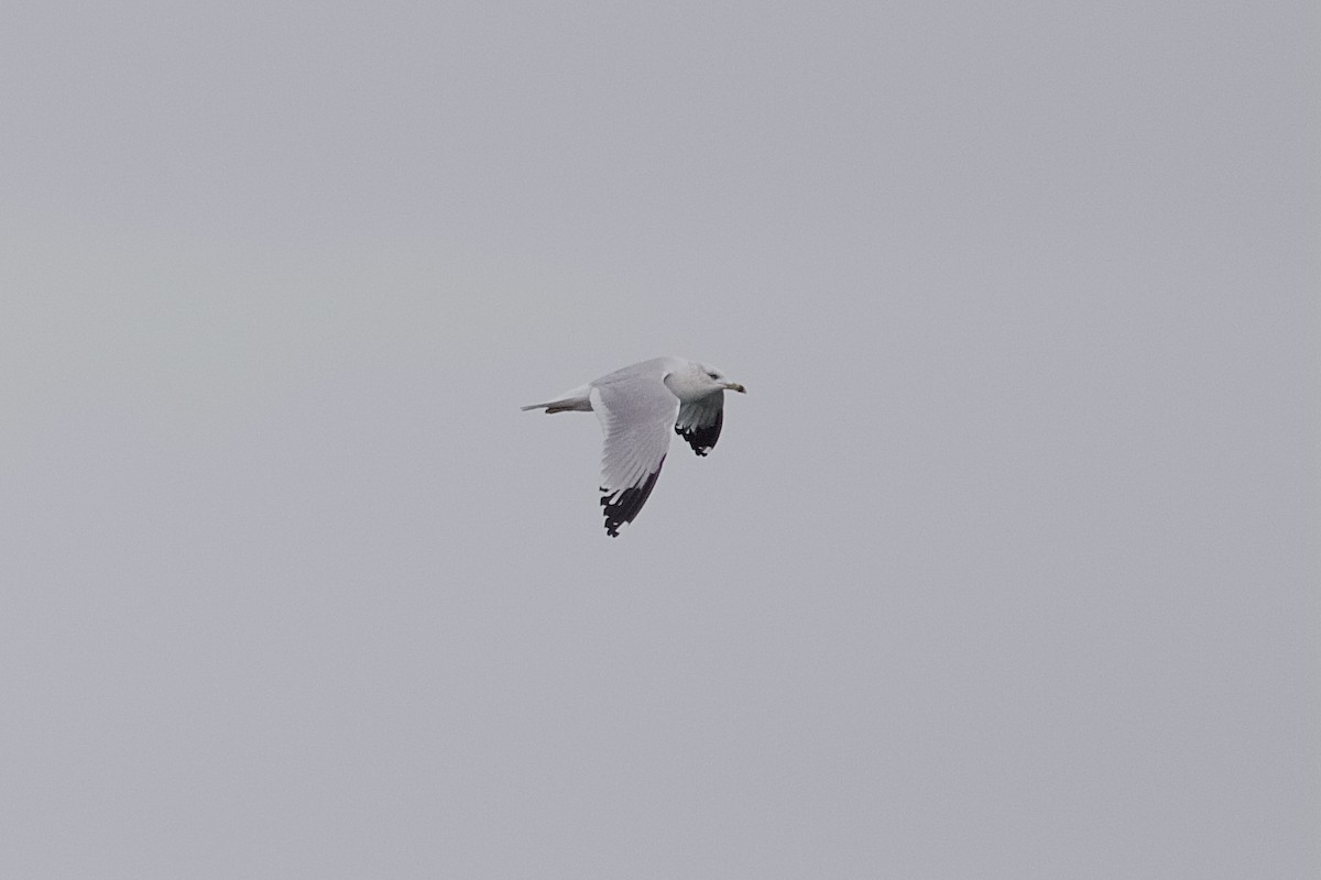 Ring-billed Gull - ML646180922