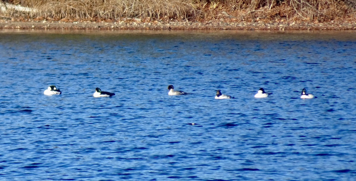 Common Goldeneye - ML646180923