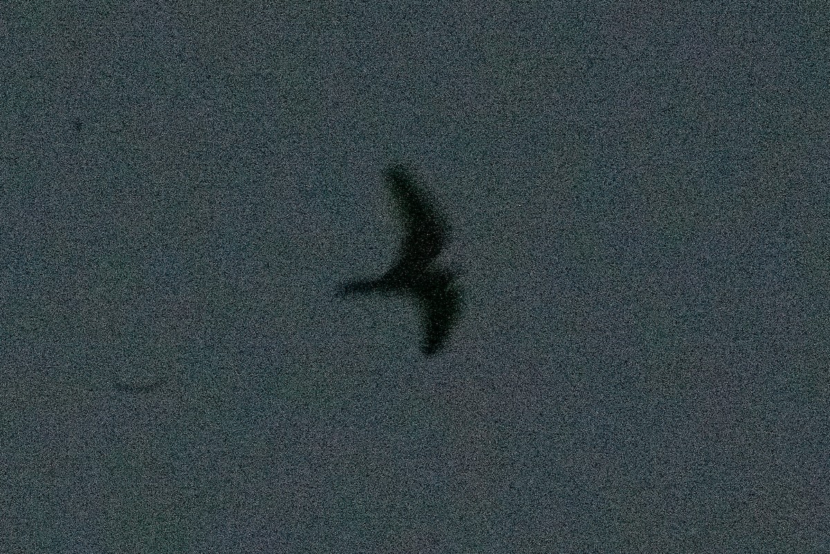 Lesser Nighthawk - ML646180932