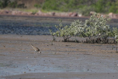 Hudsonian Whimbrel - ML646180935