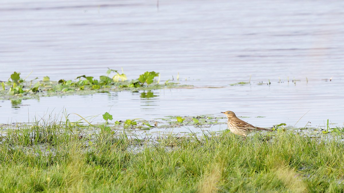 Spioncello - ML646180939