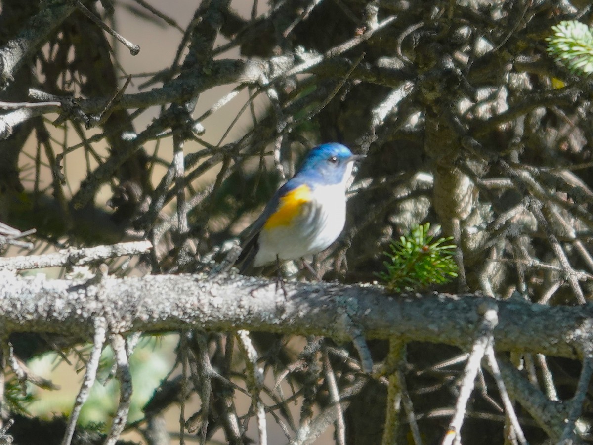 Himalayan Bluetail - ML646180940