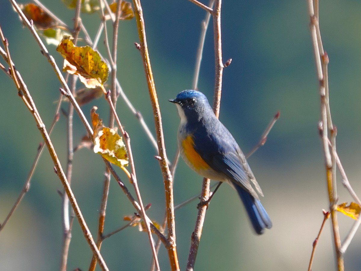 Himalayan Bluetail - ML646180941