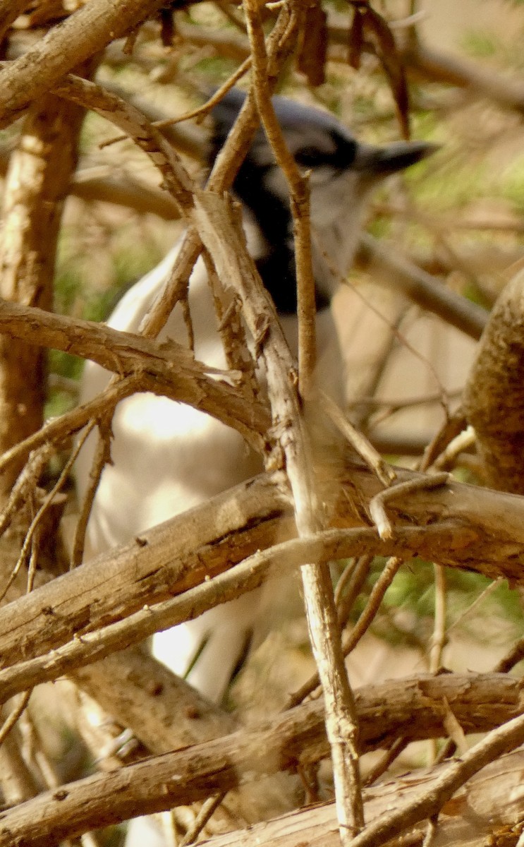 Blue Jay - ML646180947