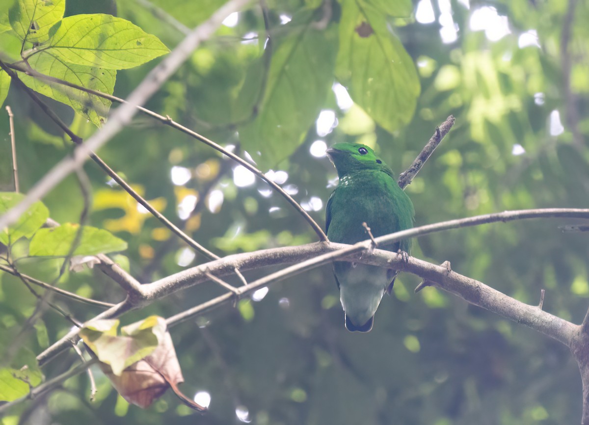 Green Broadbill - ML646180954