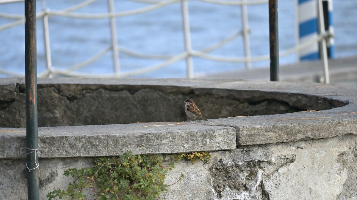 İtalyan Serçesi - ML646180956