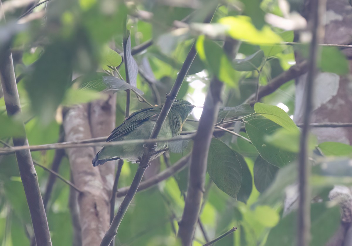 Green Broadbill - ML646180957