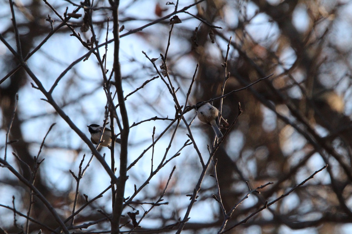 Carolina Chickadee - ML646180974