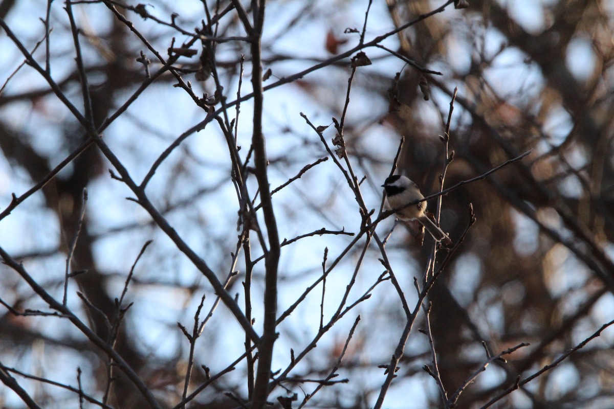 Carolina Chickadee - ML646180975