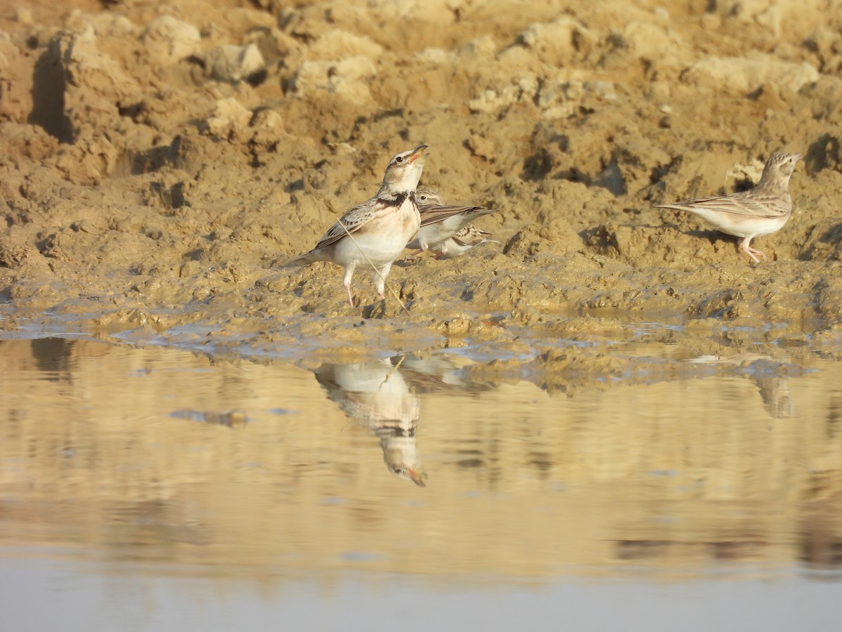 Bimaculated Lark - ML646180990