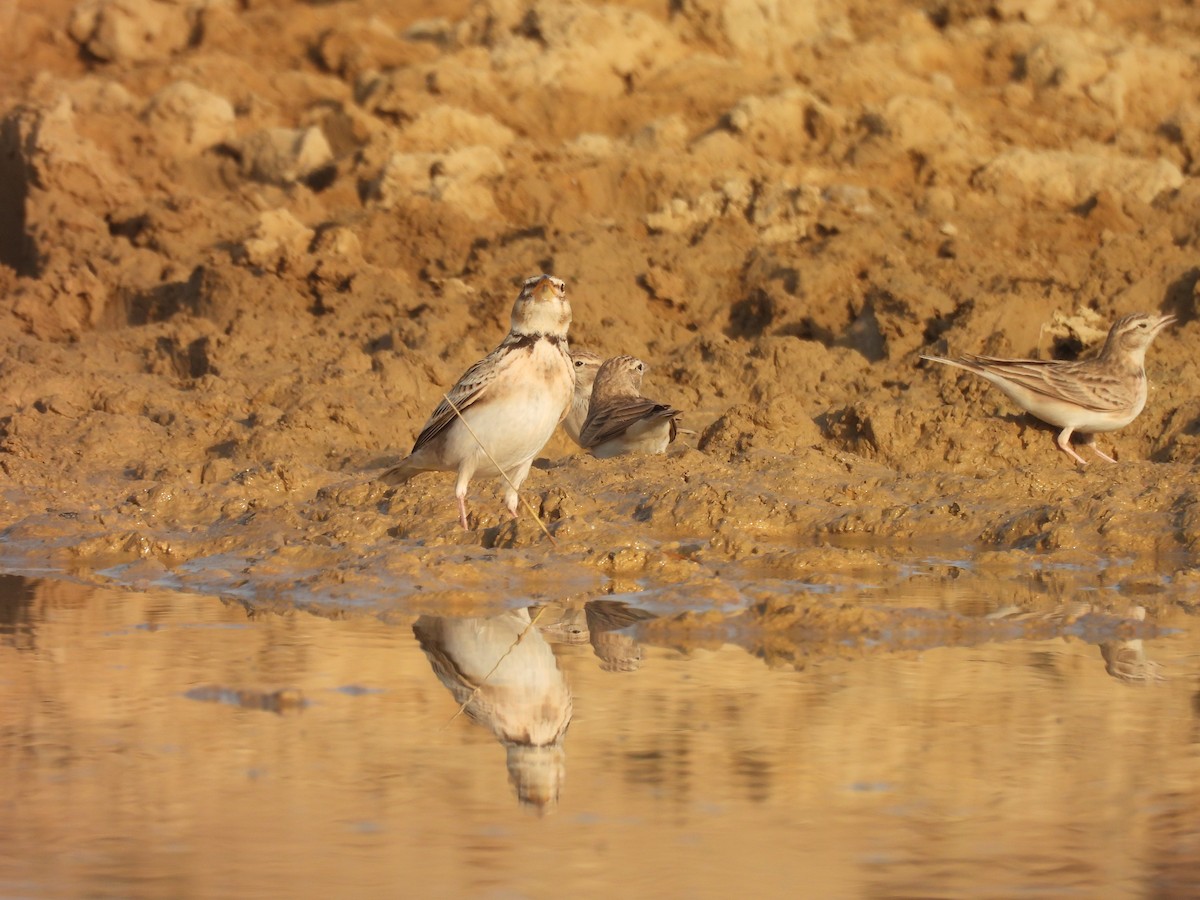 Bimaculated Lark - ML646180991