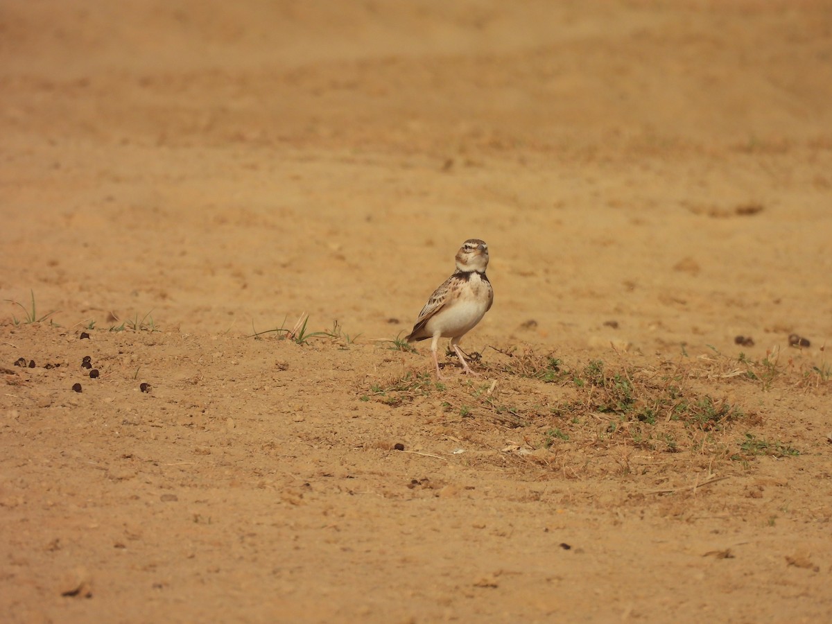 Bimaculated Lark - ML646180992