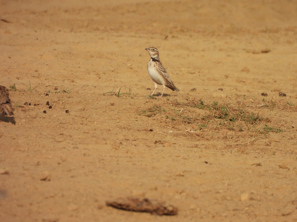 Bimaculated Lark - ML646180993