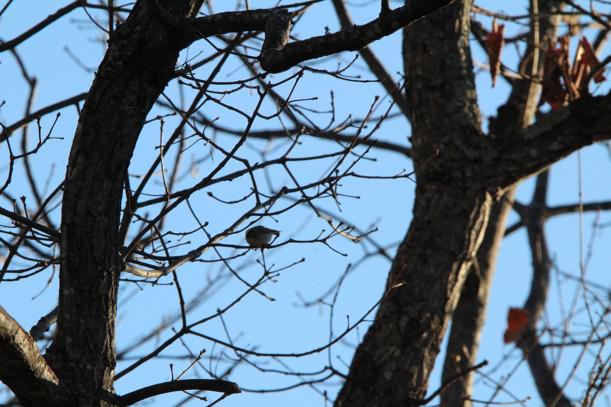 Golden-crowned Kinglet - ML646180996