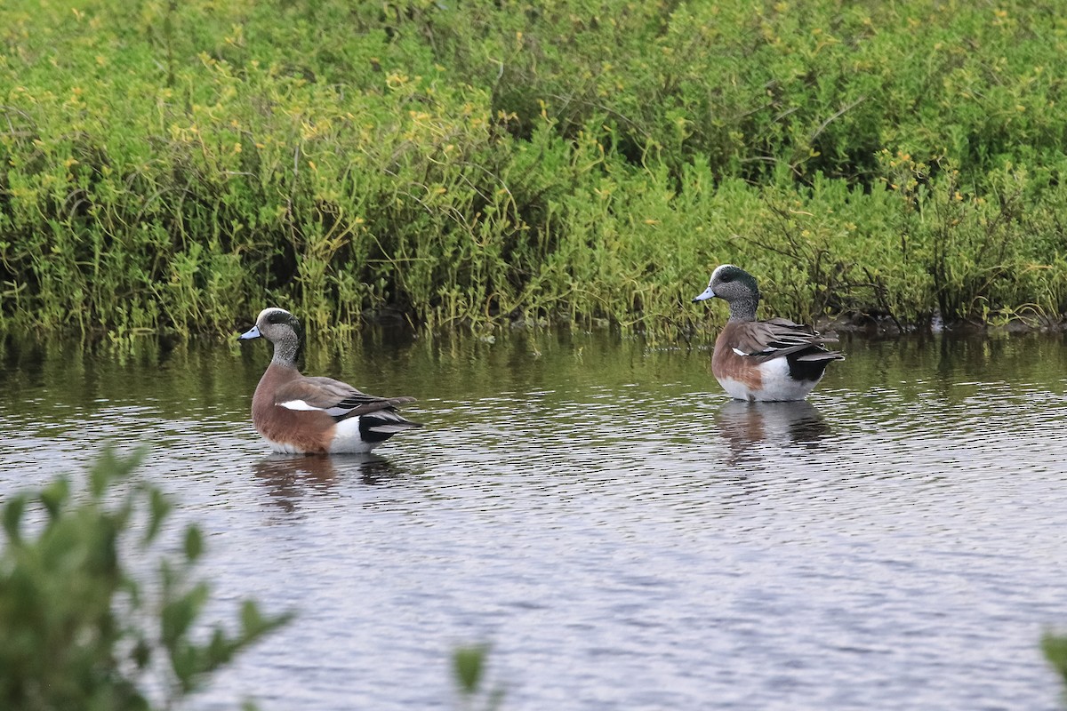 Свищ американський - ML646181010