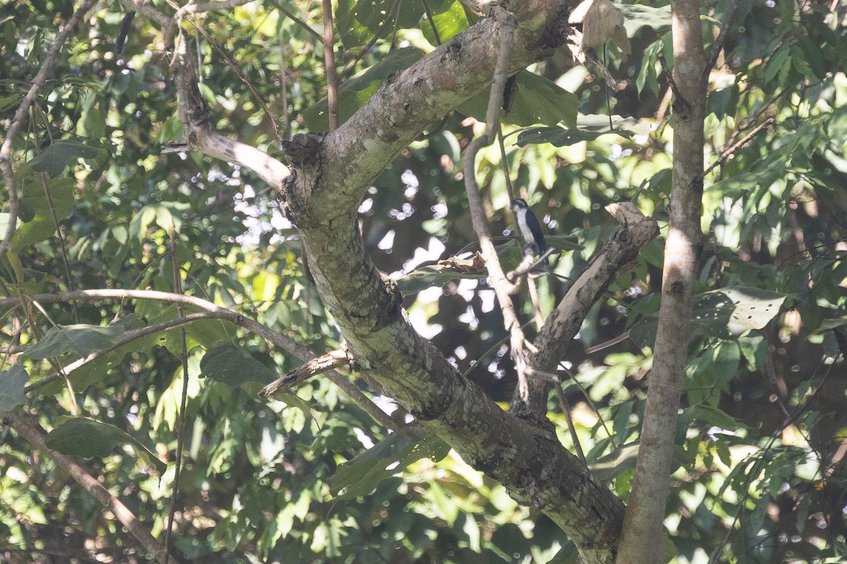 Black-thighed Falconet - ML646181017