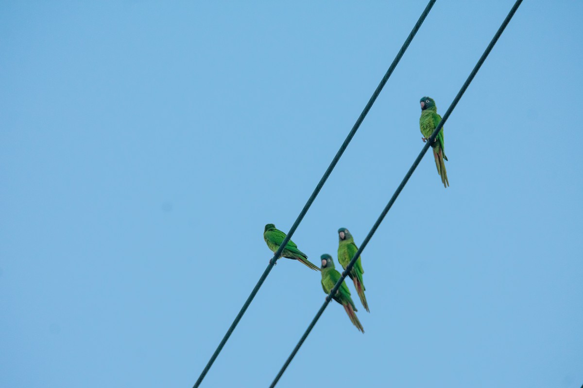 Blue-crowned Parakeet - ML646181021
