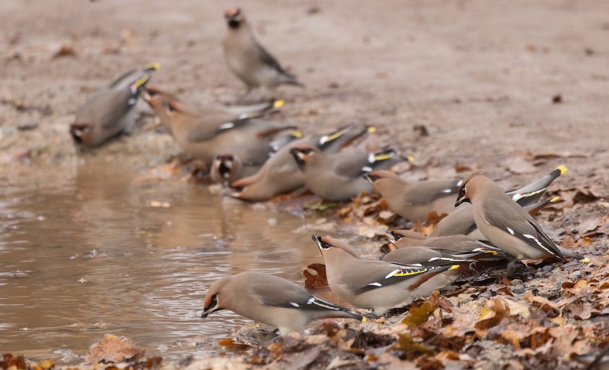 Buztanori boreala - ML646181027