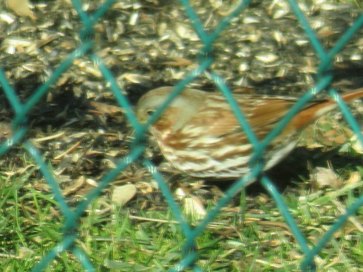 strnadec kaštanový (ssp. iliaca/zaboria) - ML646181031