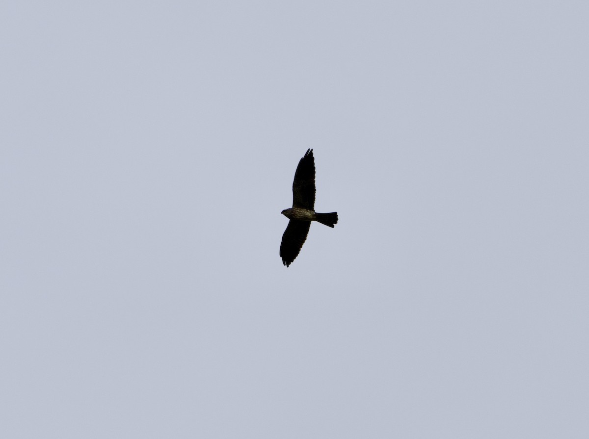 Peregrine Falcon - ML646181032