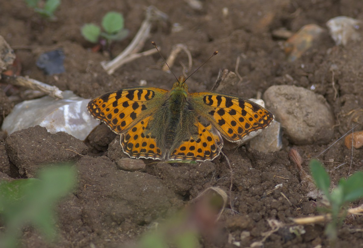 Queen of Spain Fritillary - ML646181035