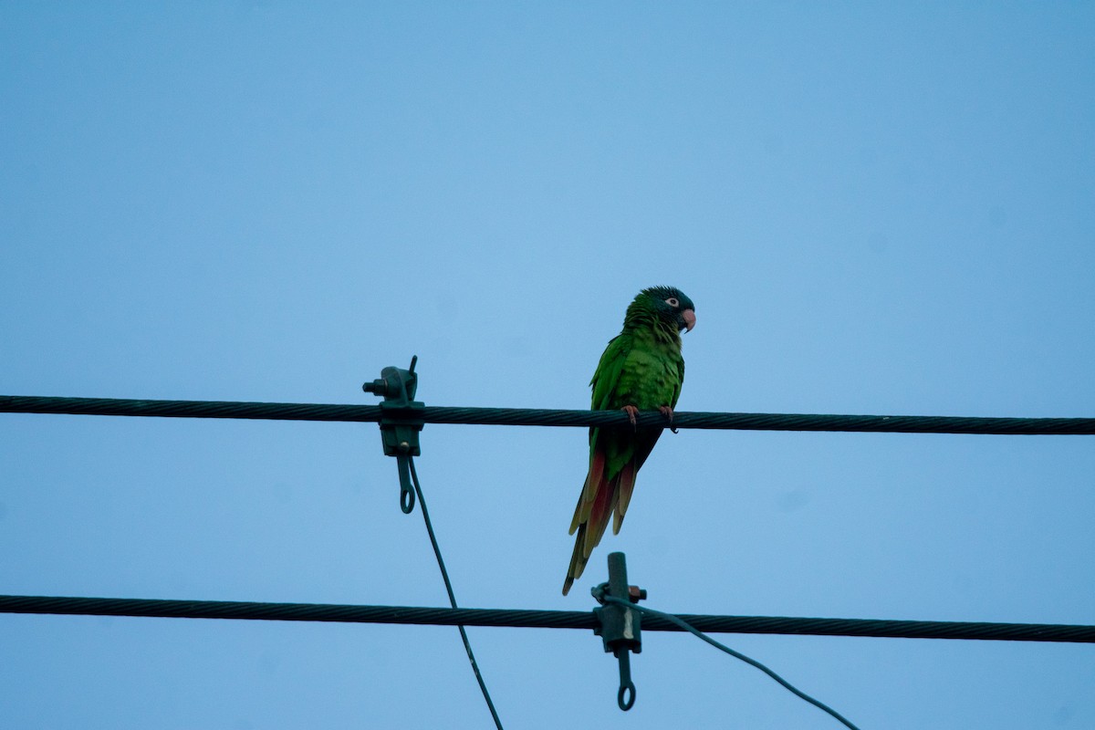 Blue-crowned Parakeet - ML646181041