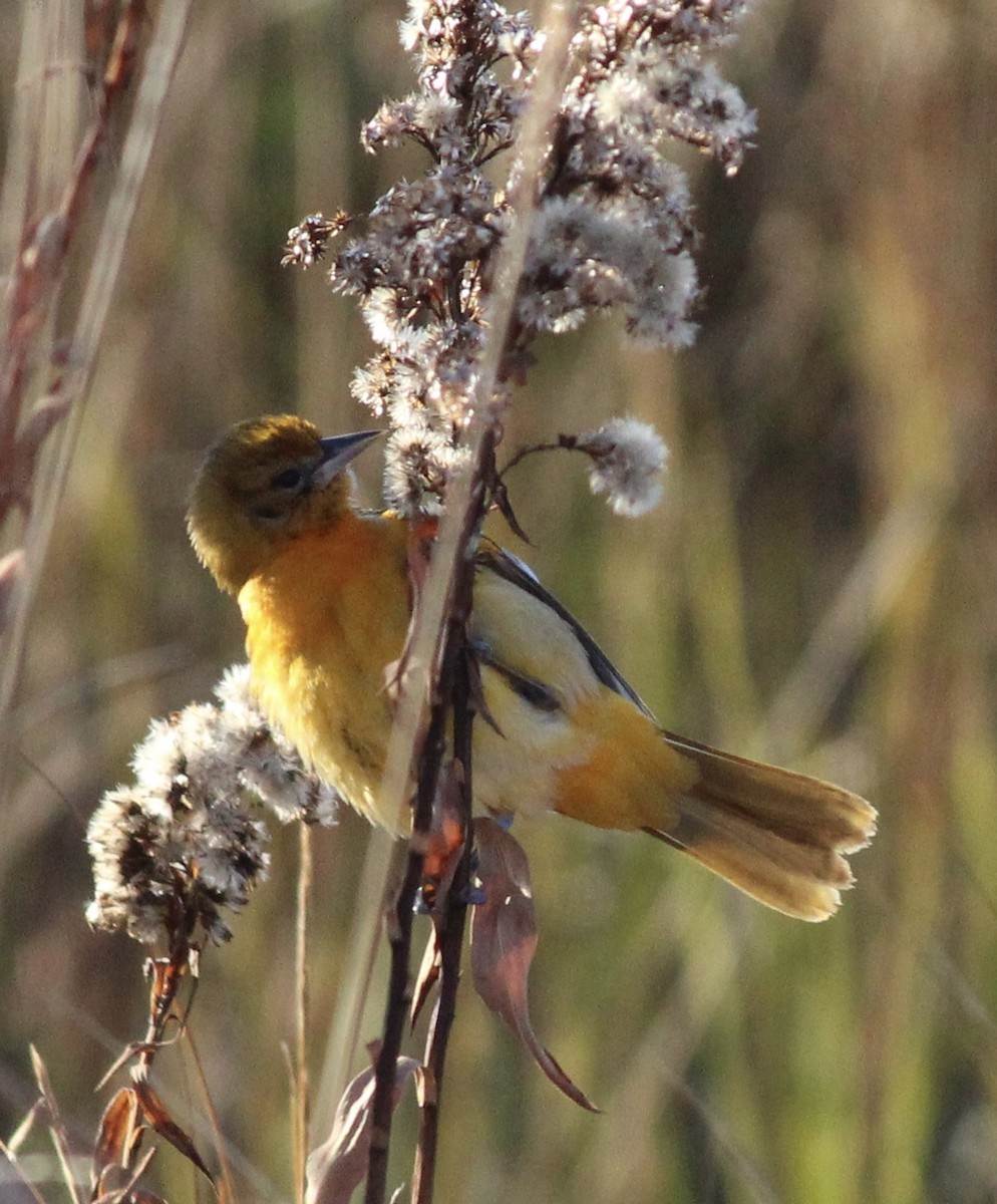 Baltimore Oriole - ML646181043