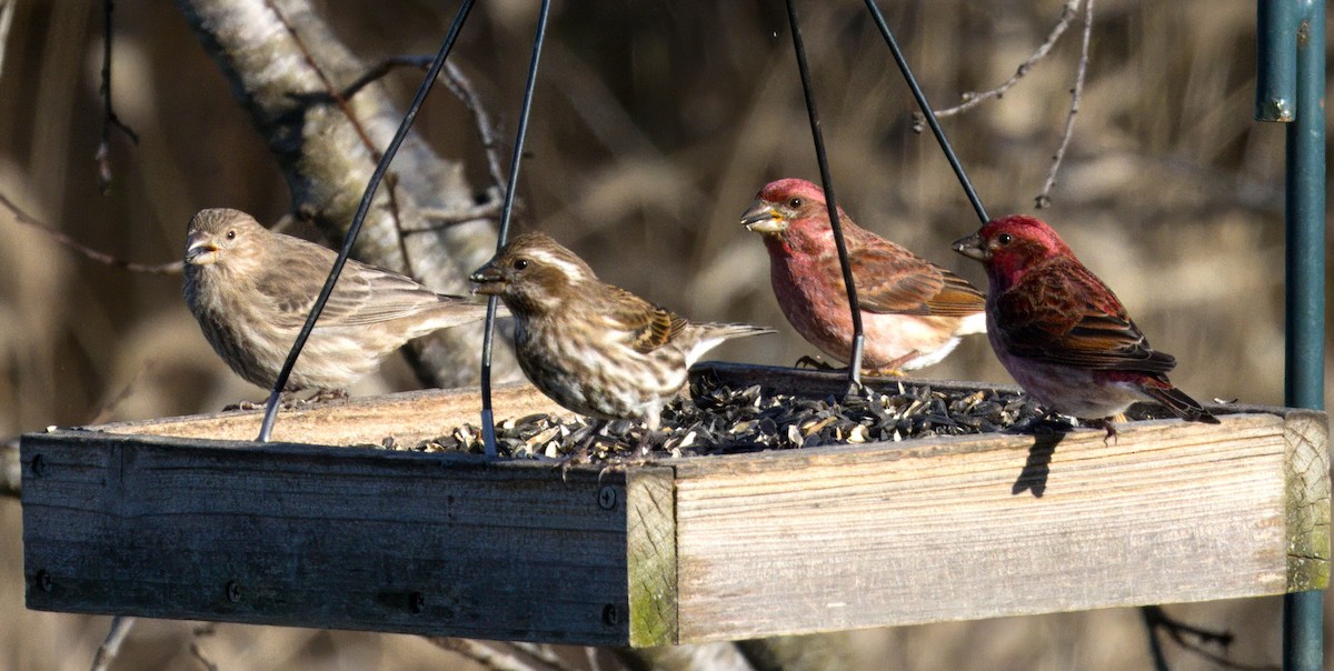 Purple Finch - ML646181046
