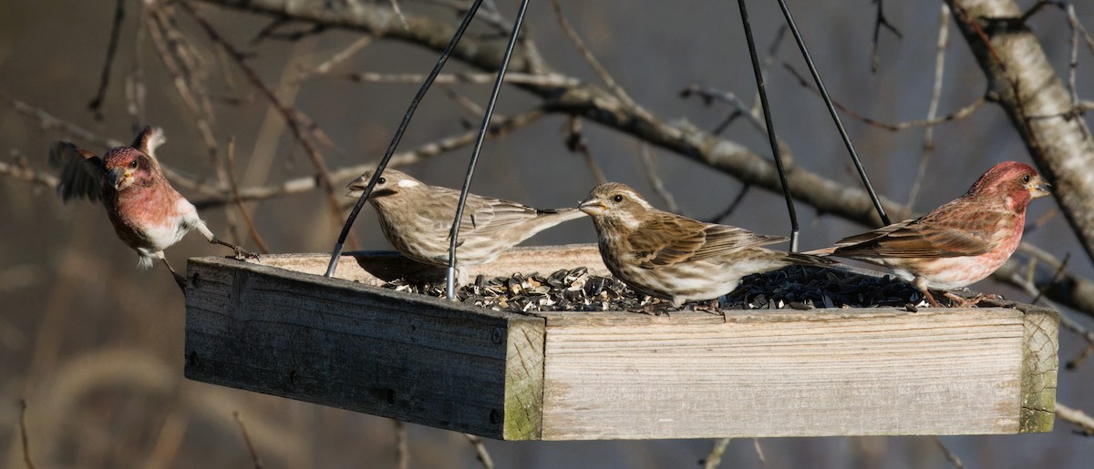 Purple Finch - ML646181047