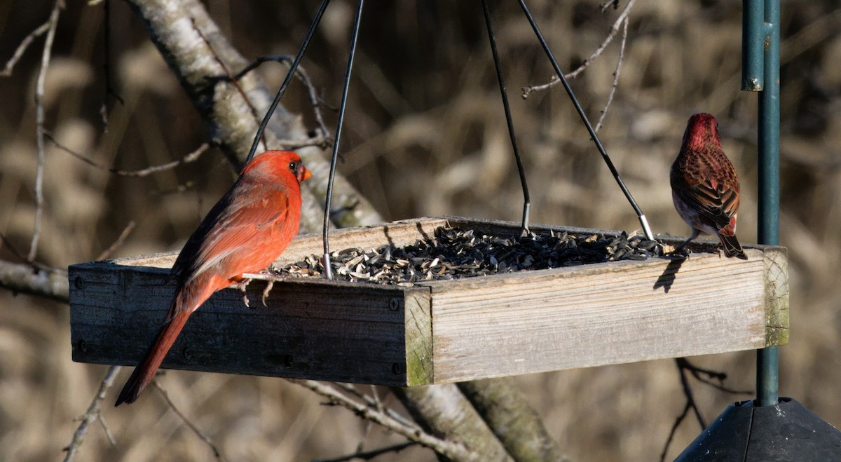 Purple Finch - ML646181048