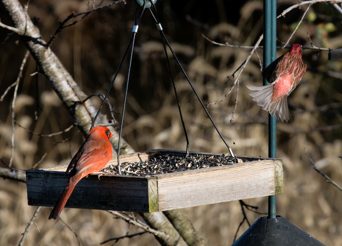 Purple Finch - ML646181049