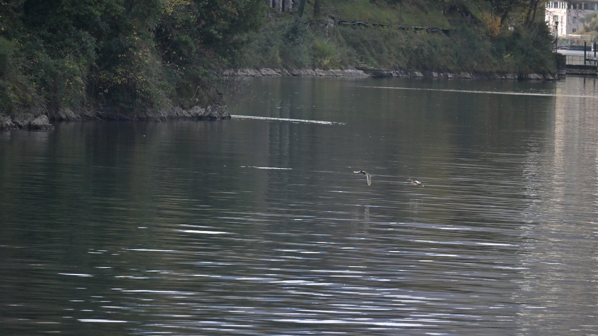 Тэжээмэл нугас - ML646181051