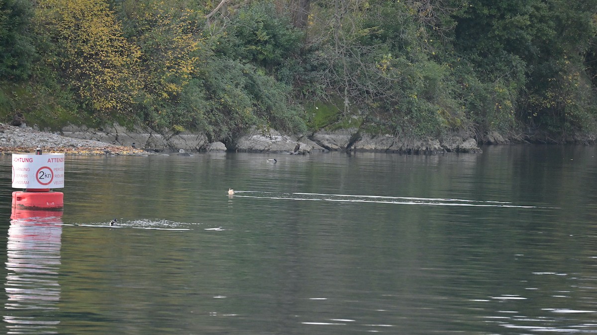 Тэжээмэл нугас - ML646181052