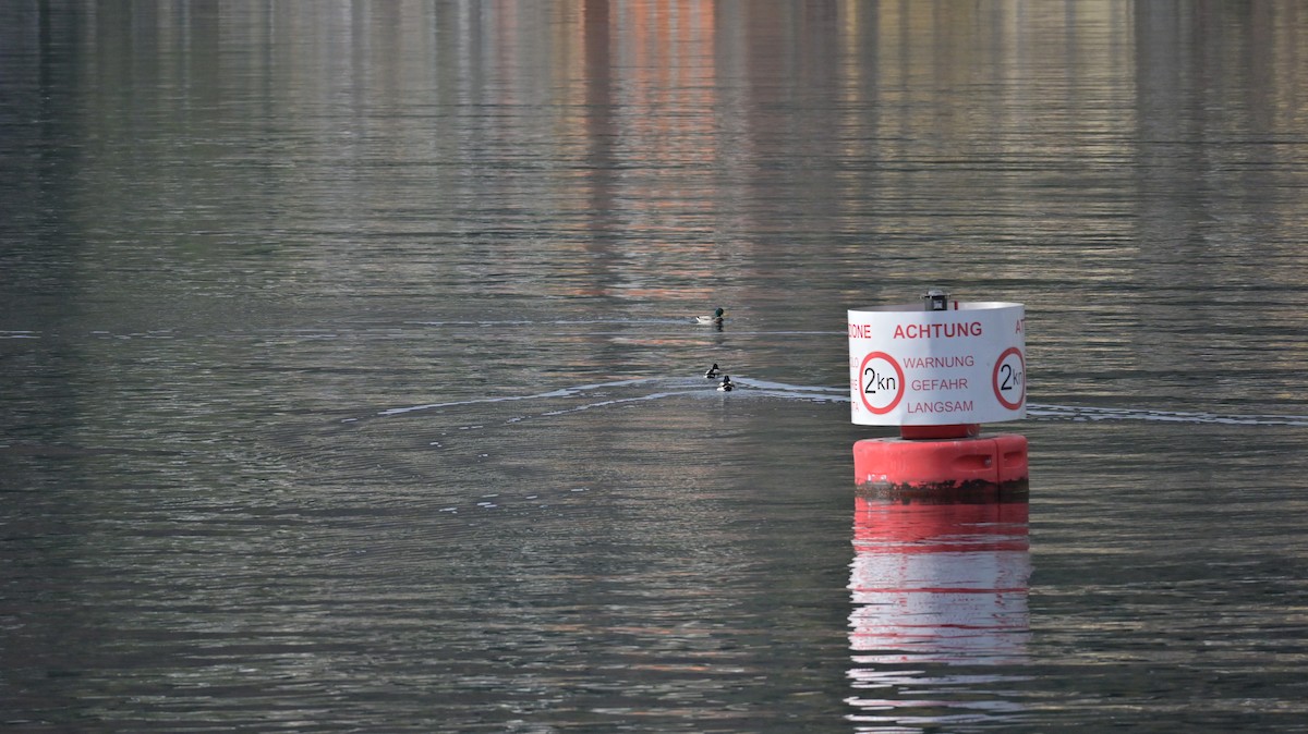 Зэрлэг нугас - ML646181055