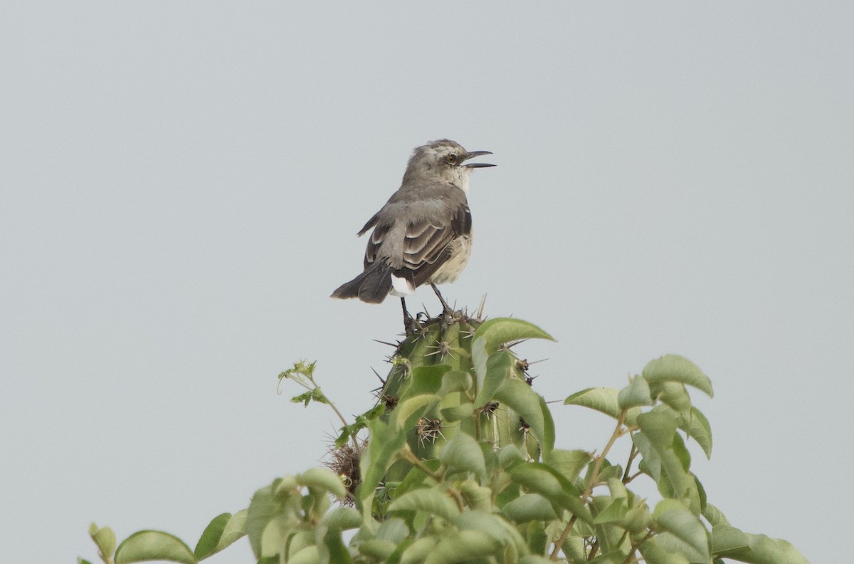 Tropikal Taklitçi - ML646181058