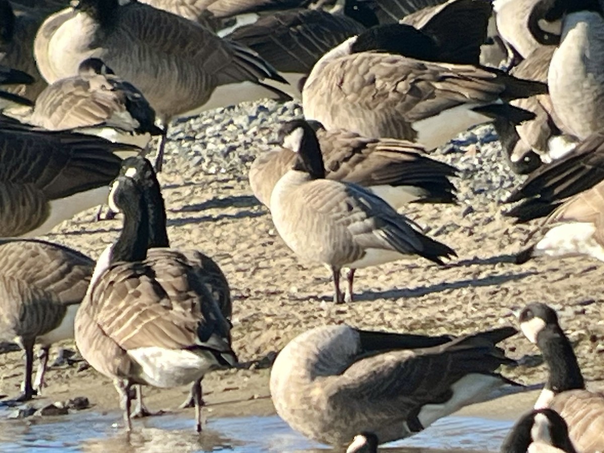 シジュウカラガン - ML646181059