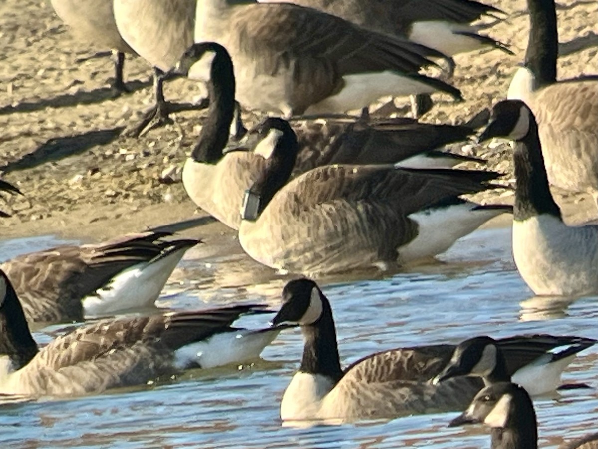 Canada Goose - ML646181064