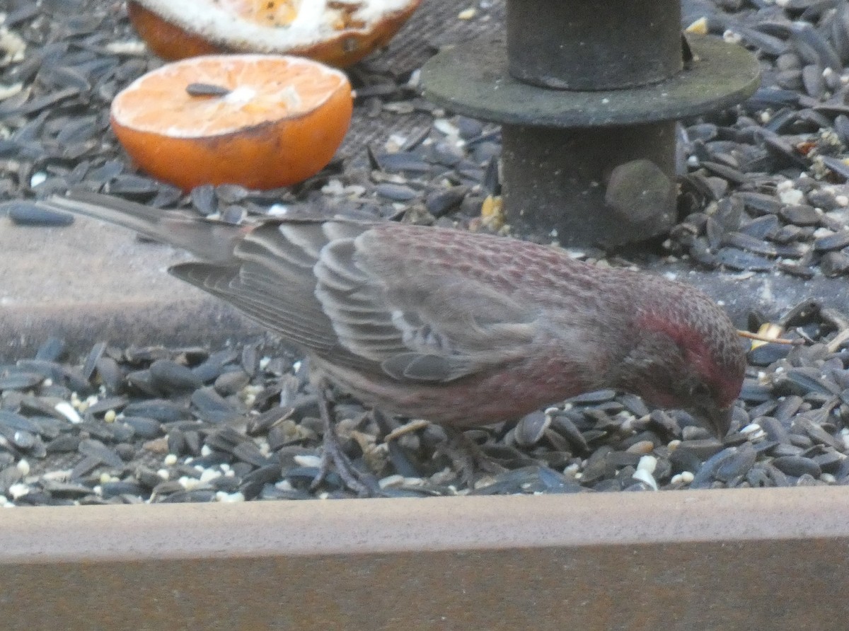House/Purple Finch - ML646181066