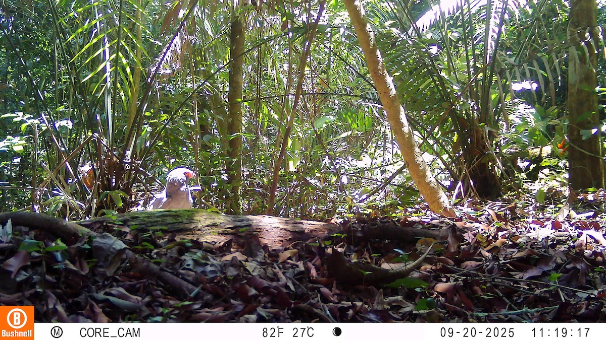 Slate-colored Hawk - ML646181068