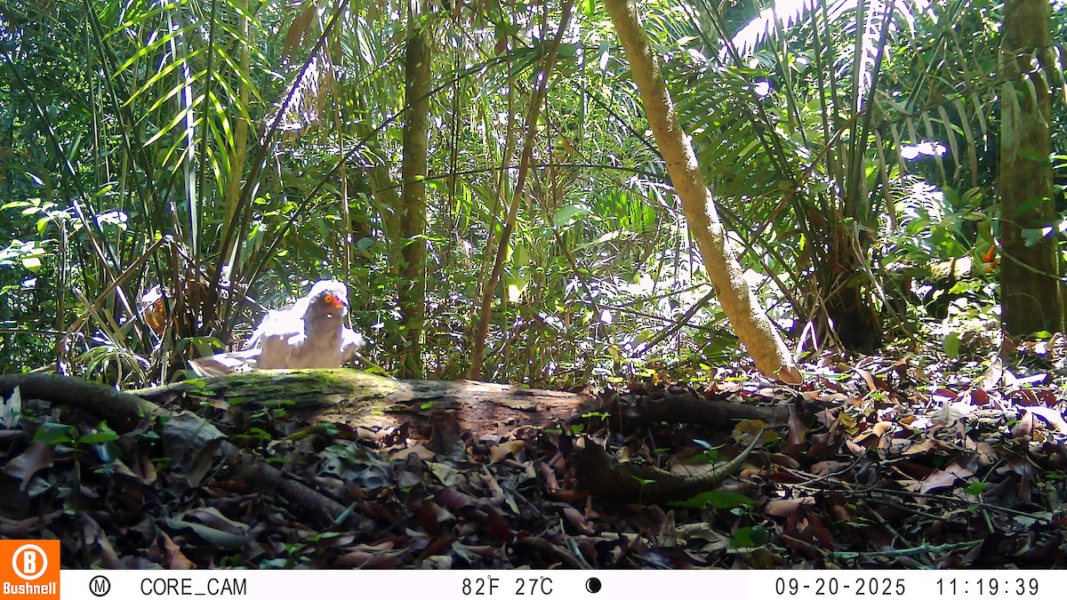 Slate-colored Hawk - ML646181069