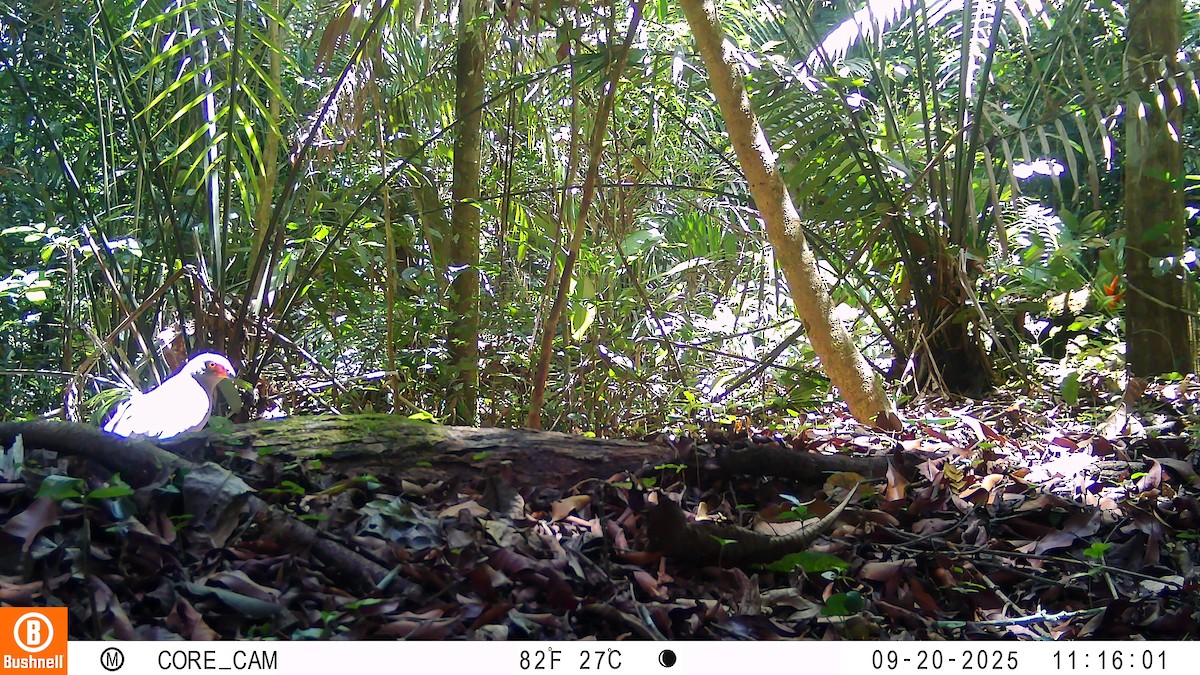 Slate-colored Hawk - ML646181072