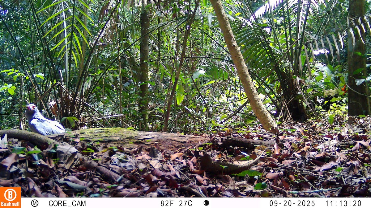 Slate-colored Hawk - ML646181073