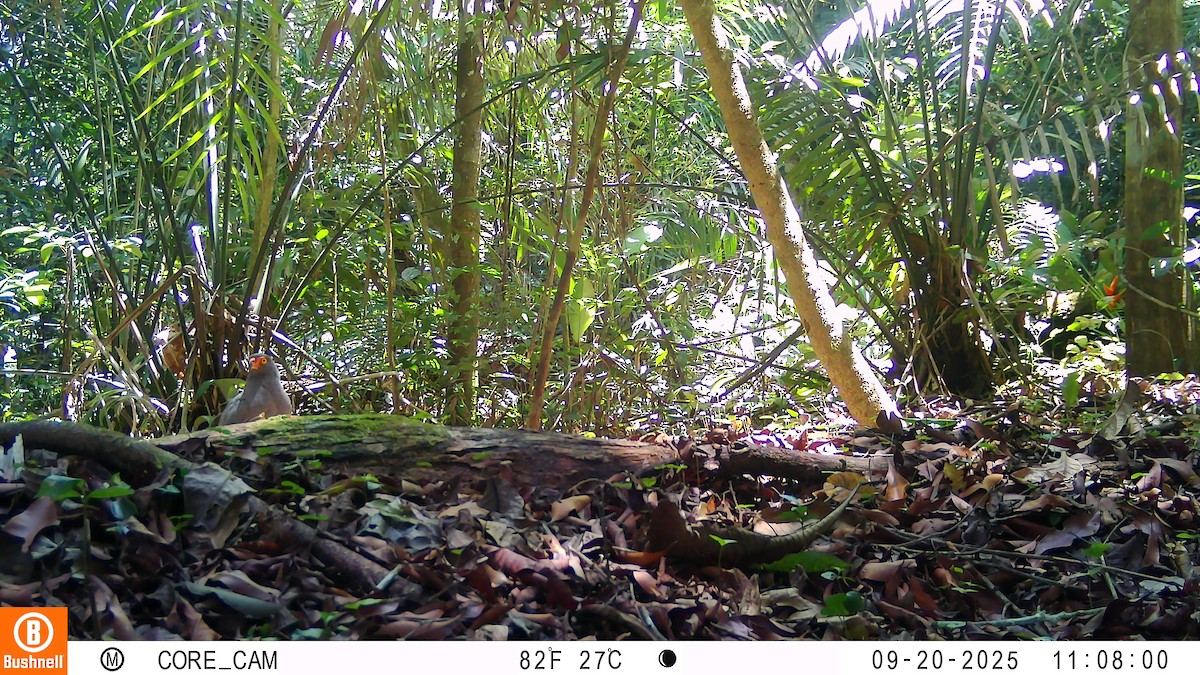 Slate-colored Hawk - ML646181074