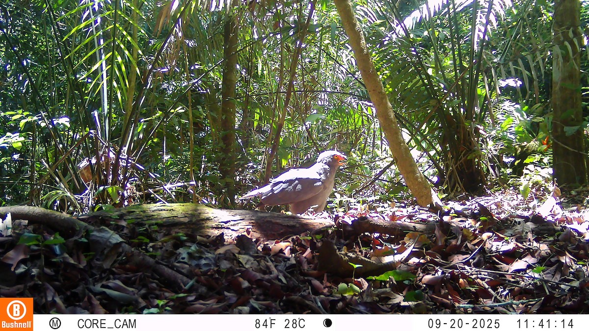 Slate-colored Hawk - ML646181075